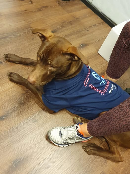 Brown dog in a blue shirt lying on a wooden floor next to a person’s legs.