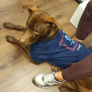 Brown dog in a blue shirt lying on a wooden floor next to a person’s legs.