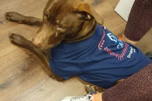 Brown dog in a blue shirt lying on a wooden floor next to a person’s legs.